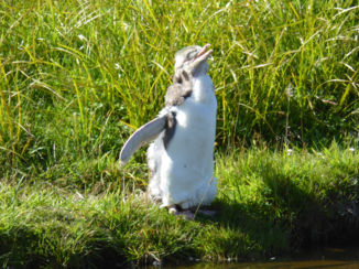 Otago Peninsula - Yellow Eyed Penguin