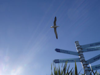 Otago Peninsula - Albatros