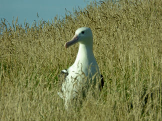 Otago Peninsula - Albatros