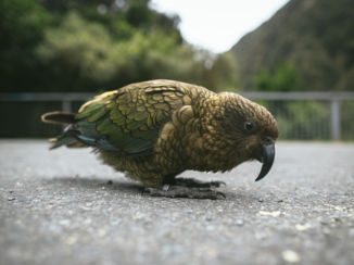 Arthur's Pass National Park - Kea @ Arthur's Pass National Park (door @heyailis - Ailis O'Neill)