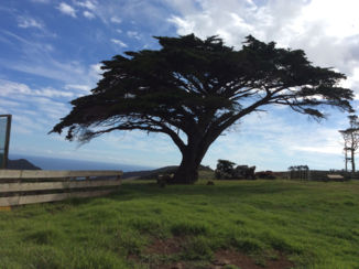 Nieuw-Zeeland - Boom bij de plaats Aranga