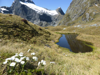 Nieuw-Zeeland - Milford track