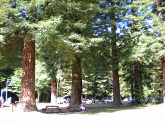 Noordereiland - Redwoods in Rotorua