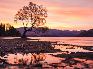 Nieuw-Zeeland - Wanaka Tree