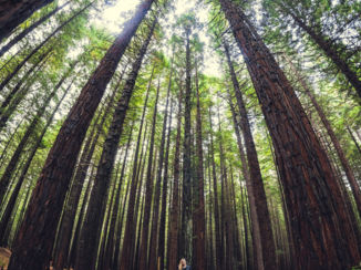 Nieuw-Zeeland - Redwood Forest