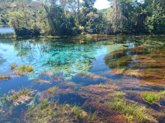 Te Waikoropupu Springs - Pupu springs