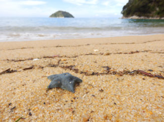 Nieuw-Zeeland - Abel Tasman National Park