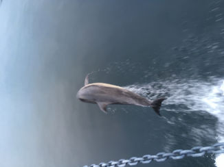 Nieuw-Zeeland - Doubtful sound