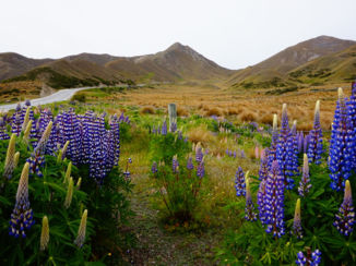 Nieuw-Zeeland - Lindis pass