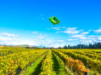 Marlborough & Nelson - Harvest