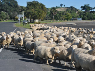 Nieuw-Zeeland - "Stock ahead" bij Orere Point