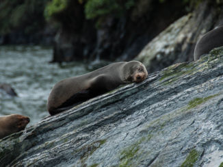 Nieuw-Zeeland - Zeehonden in Milford Sound