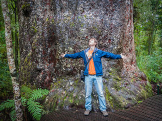 Nieuw-Zeeland - Kauri Boom