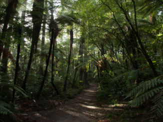 Nieuw-Zeeland - Red woods