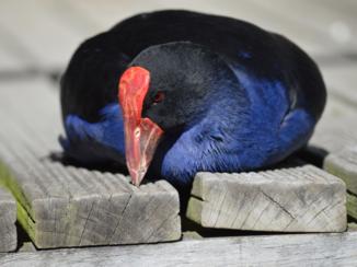 Nieuw-Zeeland - Pukeko
