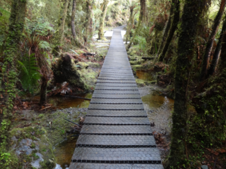 Nieuw-Zeeland - Fox Glacier