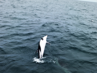 Nieuw-Zeeland - Dolphin cruise // Kaikoura