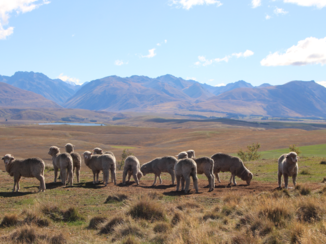 Travel Essence - Schapen...schapen...schapen in Nieuw-Zeeland