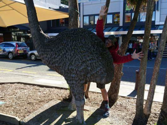 Nieuw-Zeeland - Verstoppertje achter een Koa
