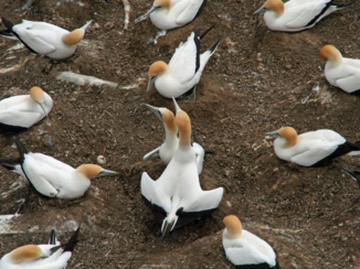 Wizard of New Zealand