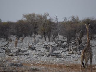 Djoser - Onverwachts bezoek