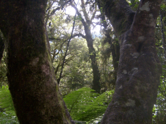 Rondreis Nieuw-Zeeland in zes weken - Zo mooi!!