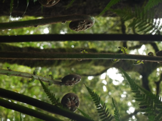 Nieuw-Zeeland - Nationale Plant