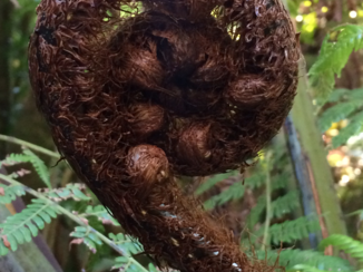 Tongariro National Park - Jonge zilvervaren.