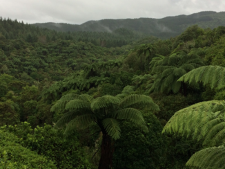 Tongariro National Park - Varens, intens van kleur.