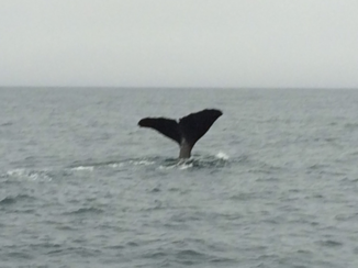 Tongariro National Park - Whale Watch.