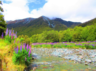Nieuw-Zeeland - Milford Sound