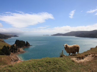 Nieuw-Zeeland - Onderweg naar de French Pass
