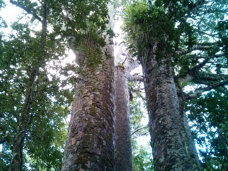 Nieuw-Zeeland - Kauri
