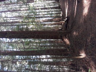 Nieuw-Zeeland - Redwood forest