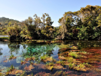 Nieuw-Zeeland - Pupu Springs