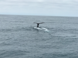 Nieuw-Zeeland - Walvis