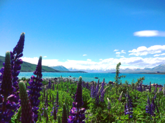 Nieuw-Zeeland - Lake Tekapo