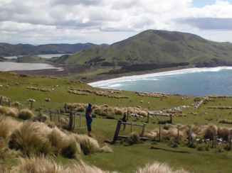 Nieuw-Zeeland - Omgeving Portobello
