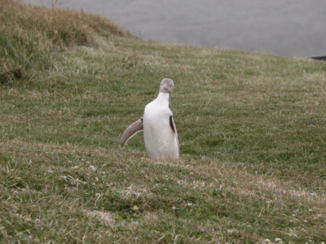 Zuidereiland - Yellow eyed pinguin bij Dunedin