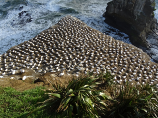 Nieuw-Zeeland - Muriwai Beach Jan van Gent kolonie