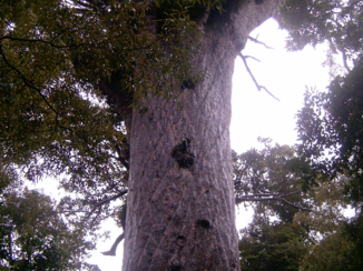 The Official Centre of New Zealand - Kaurieboom in Northland