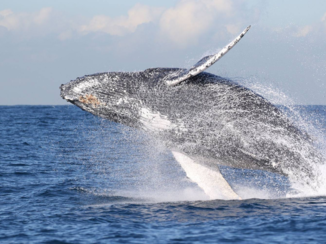 Fivesenses - Jumping Humpback Whale