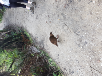 Abel Tasman National Park - Brutaal vogeltje