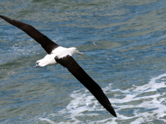Mount Taranaki - Koningsalbatros, Taiaroa Head (Nieuw-Zeeland)