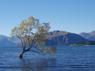 Wanaka - That Wanaka Tree