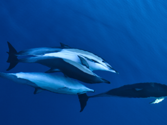 Nieuw-Zeeland - Tauranga