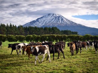 Nieuw-Zeeland - Mount Taranaki