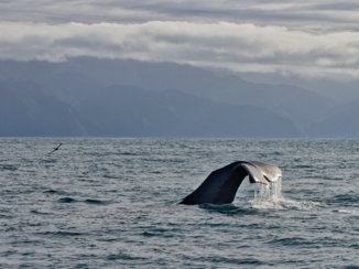 Nieuw-Zeeland - Whale whatching Kaikoura