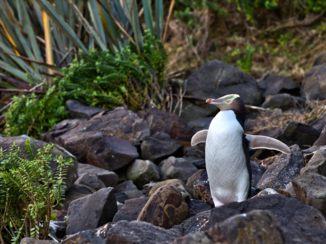 Nieuw-Zeeland - Yellow eyed pinguin, Curio Bay