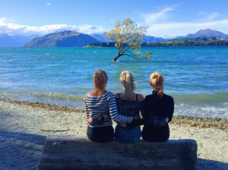Rondreis Nieuw-Zeeland in zes weken - Wanaka Tree